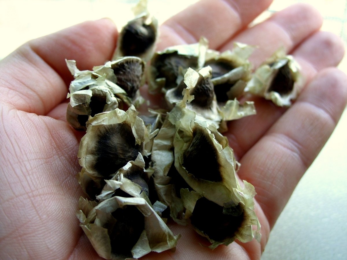 Moringa Seeds