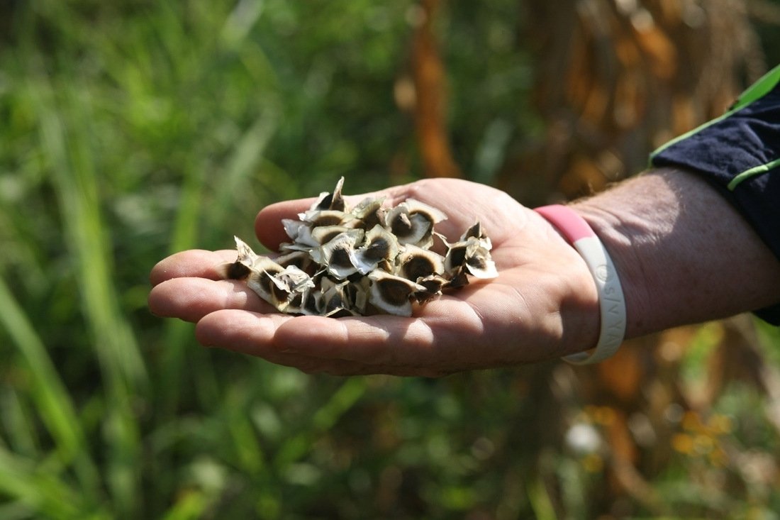 Moringa Seeds In A Hand