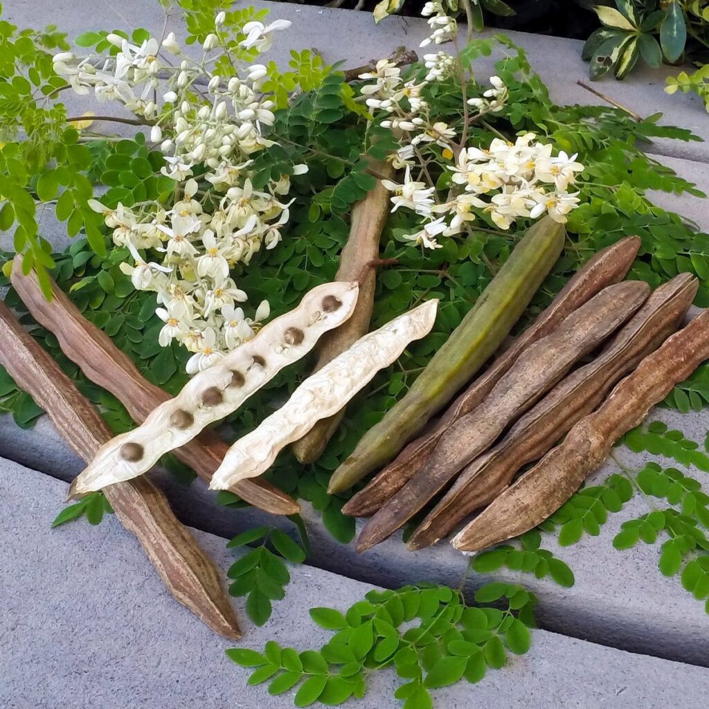 Moringa Mission